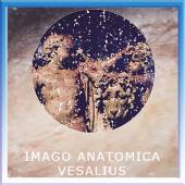 V Ежегодный Международный конкурс анатомического рисунка Imago Anatomica Vesalius
