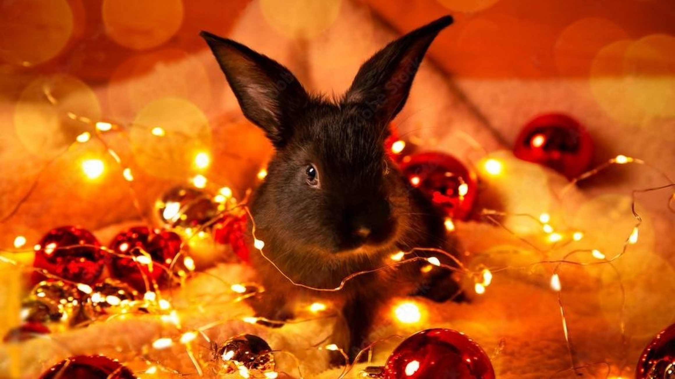 Кролик под елкой